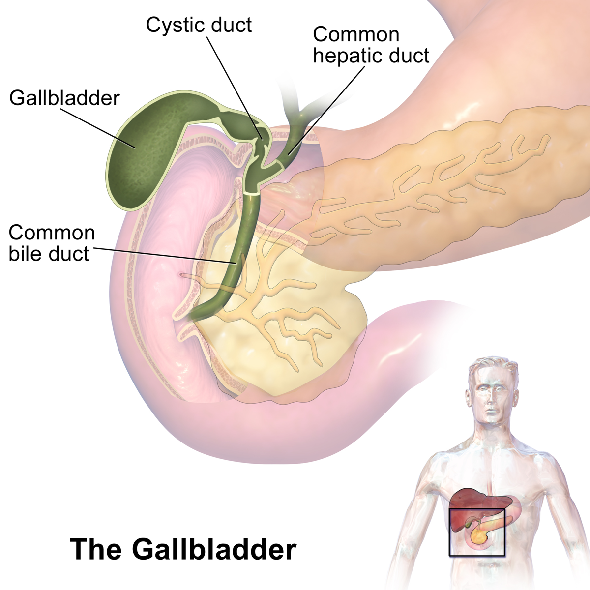 gallbladder