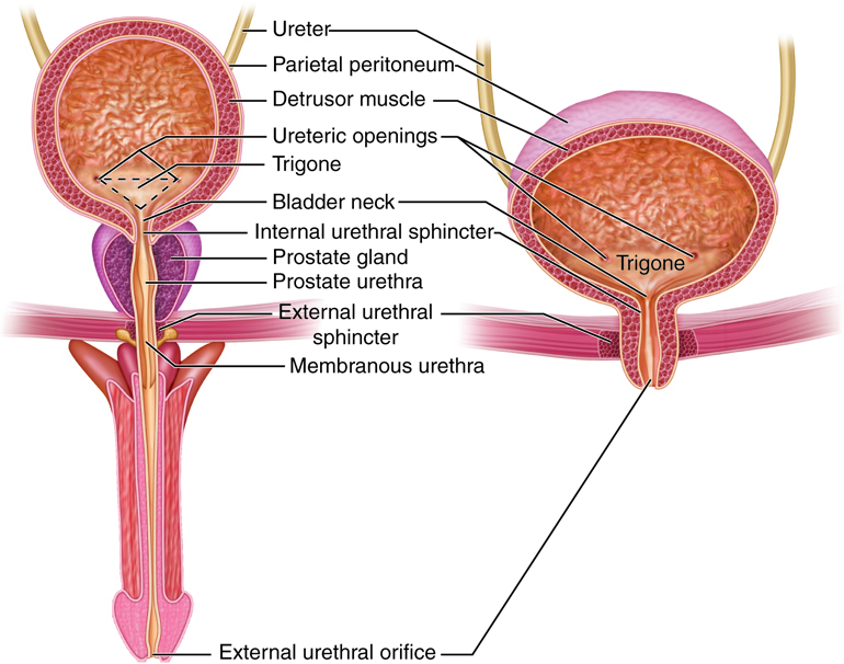 urinary structure