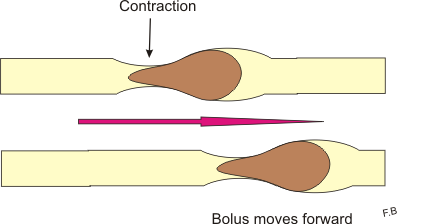 Bowel motility 