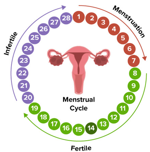 menstrual cycle