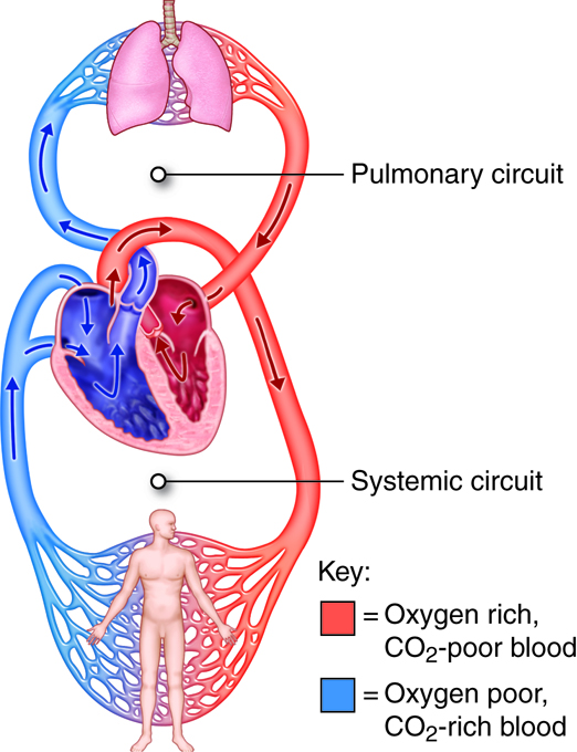 cardiovascular system