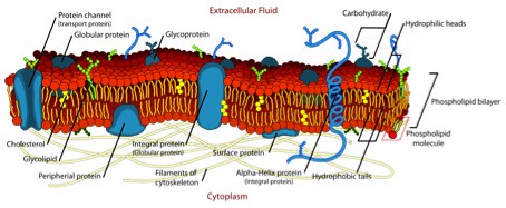 bacterial cell wall composition