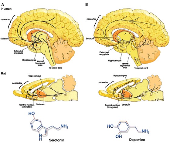 Serotonin and Dopamine.