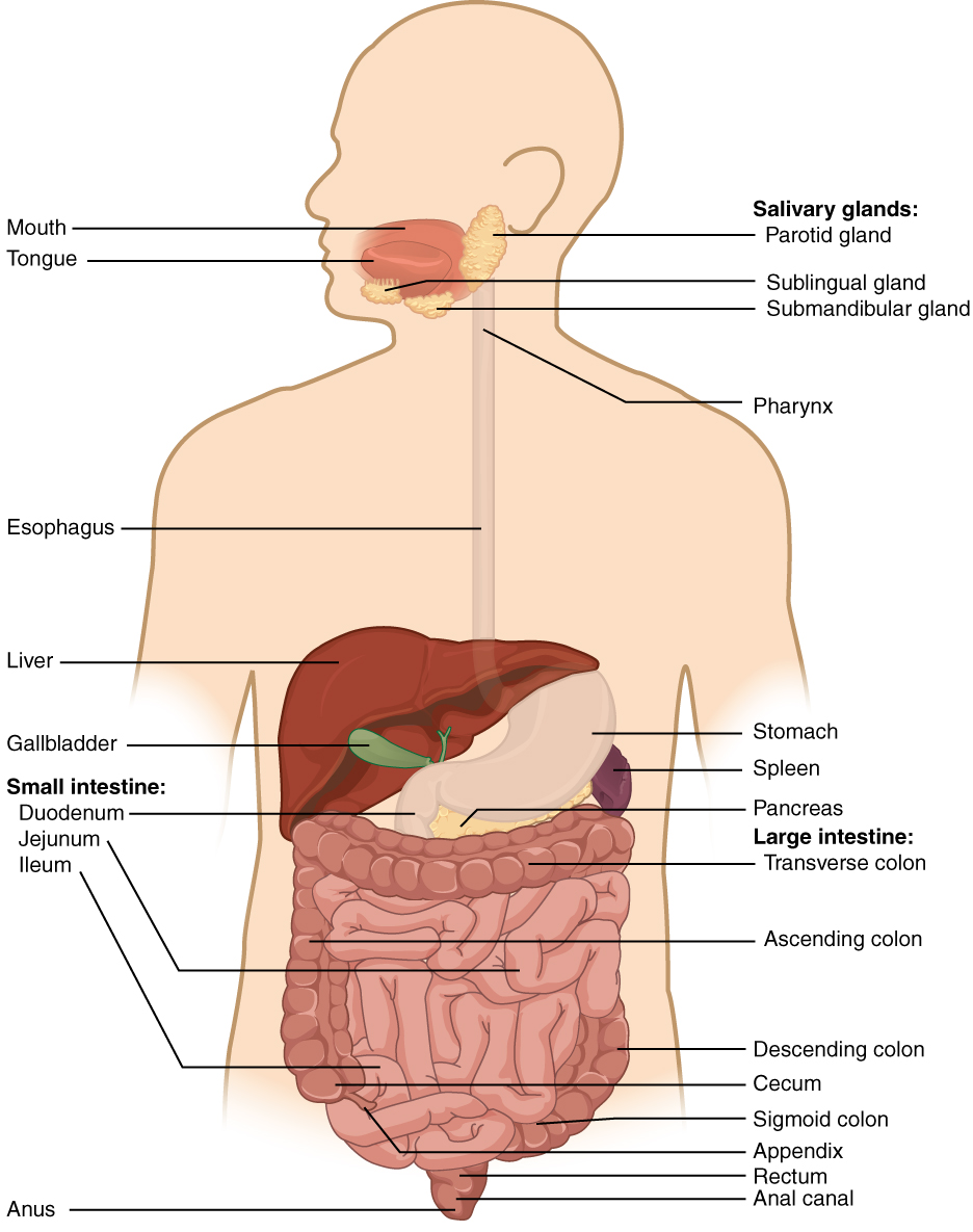 Healthy Digestive system