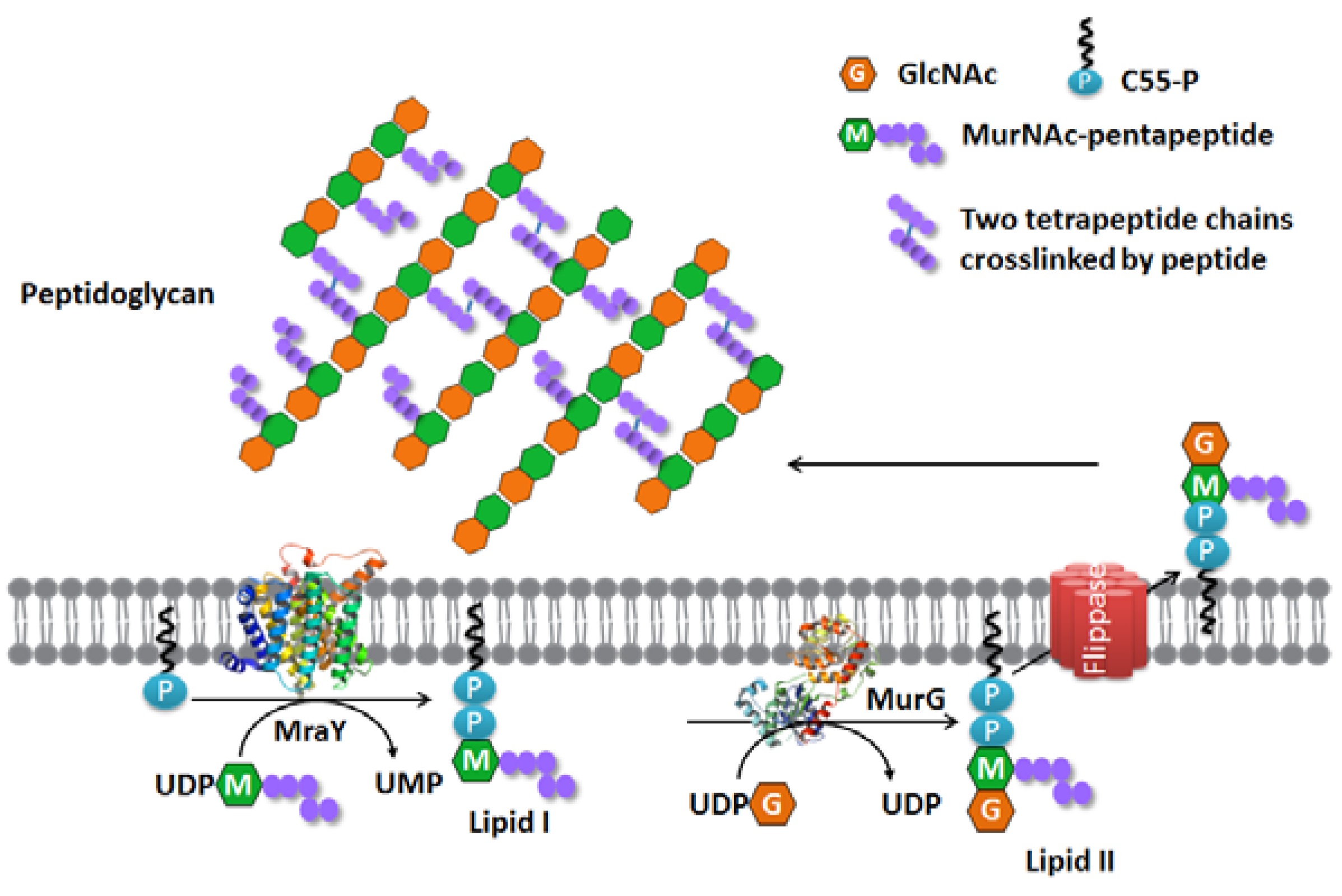 Antibacterial Cell Wall Synthesis Block