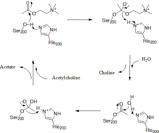 Acetylcholine mechanism
