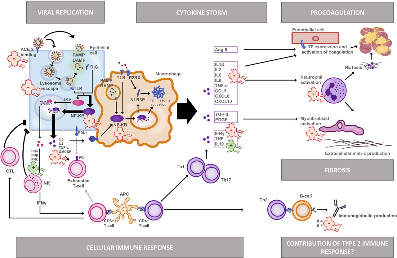 Rationale for azithromycin in COVID-19