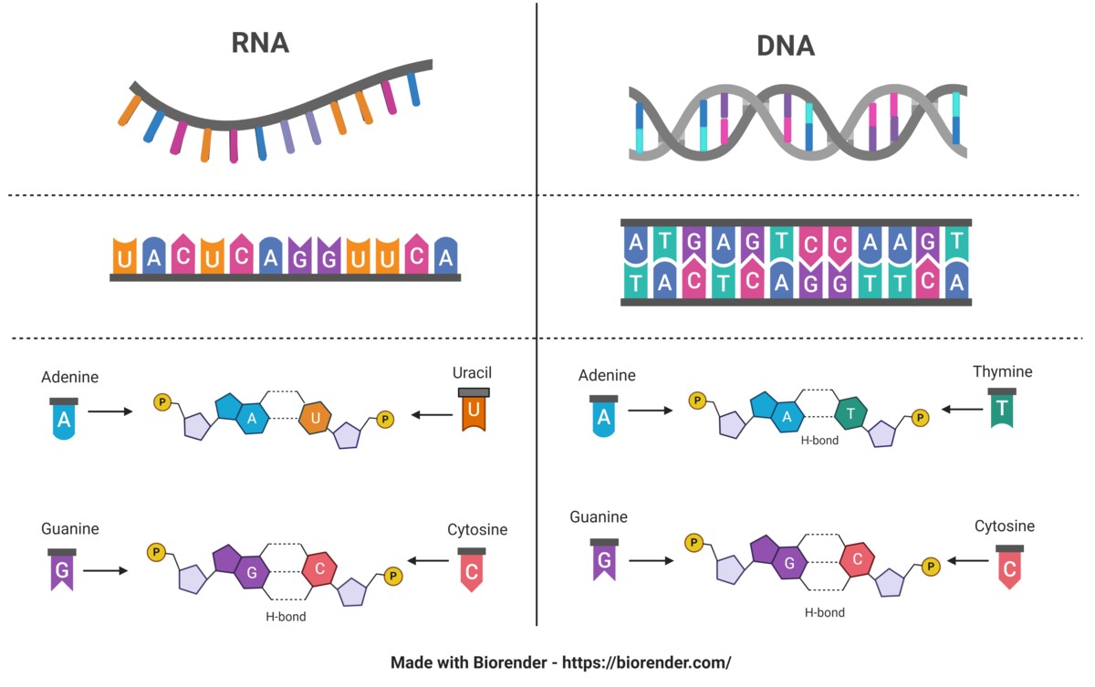 RNA vs. DNA