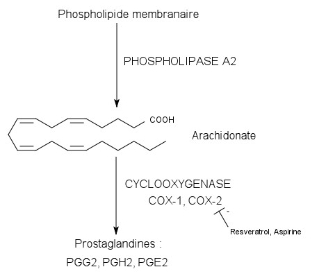 cyclooxygenase