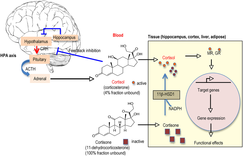 glucocorticoid