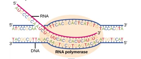 RNA Polymerase