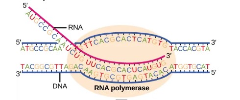 RNA Polymerase