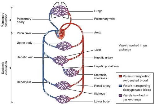 Cardiovascular Options 