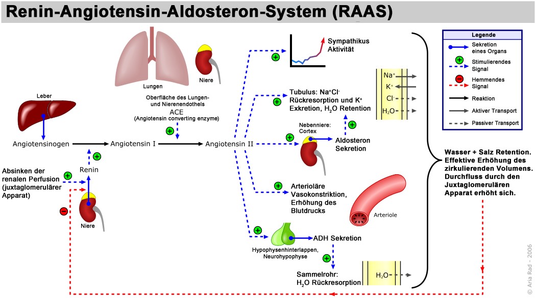 Renin Angiotensin System