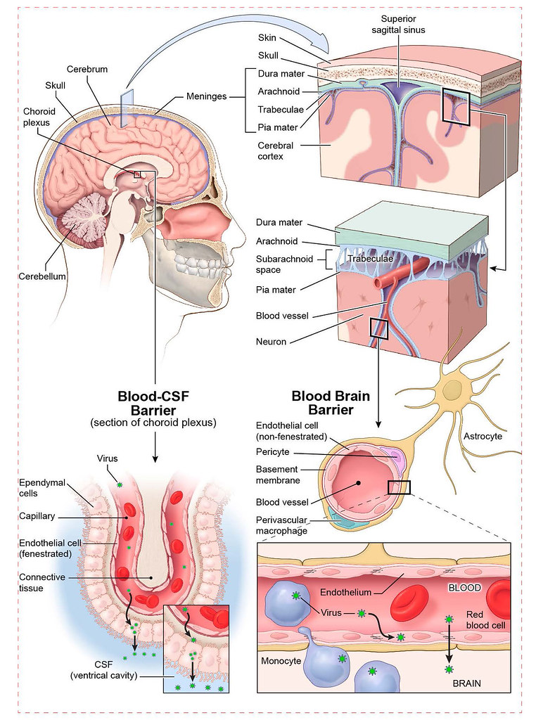 Blood Brain Barrier