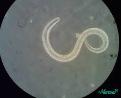 Hookworm