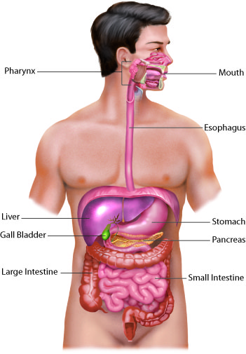 Digestive System