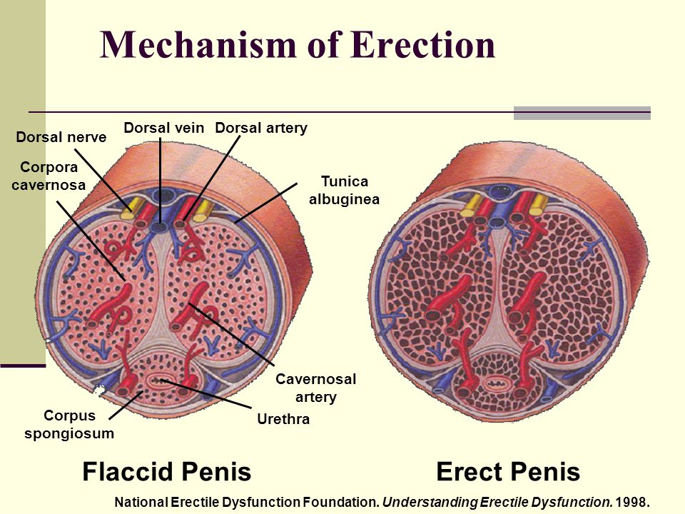 Mechanism-of-Erection
