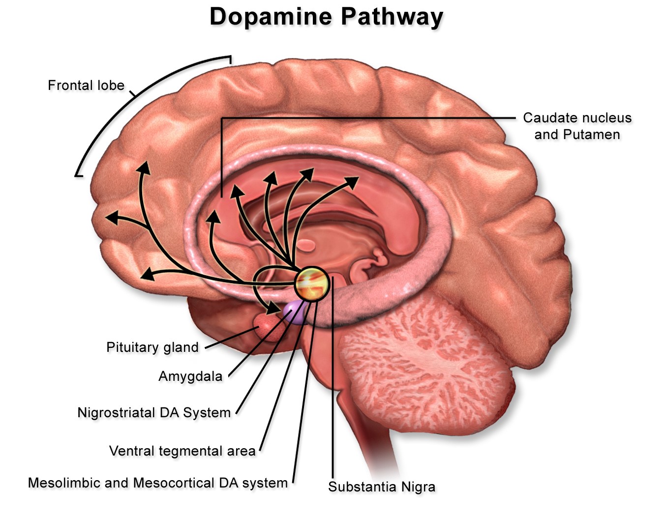 Dopamine pathway