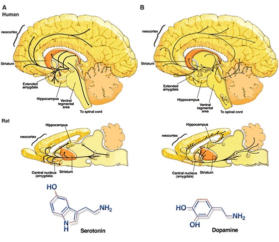 Serotonin and Dopamine