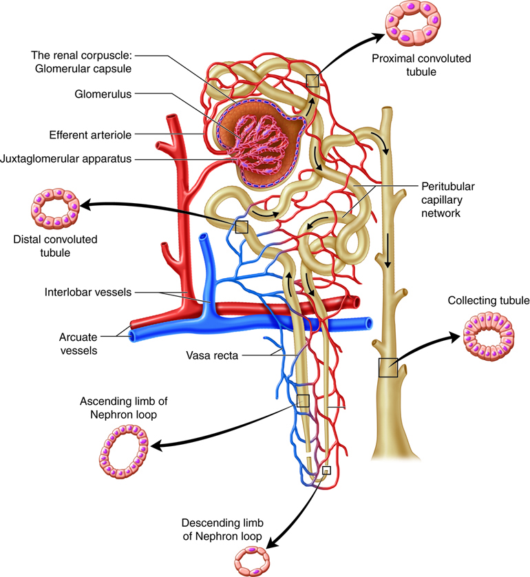 Bladder Function