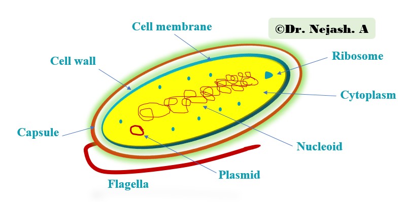 Bacterial-Cell-Structure