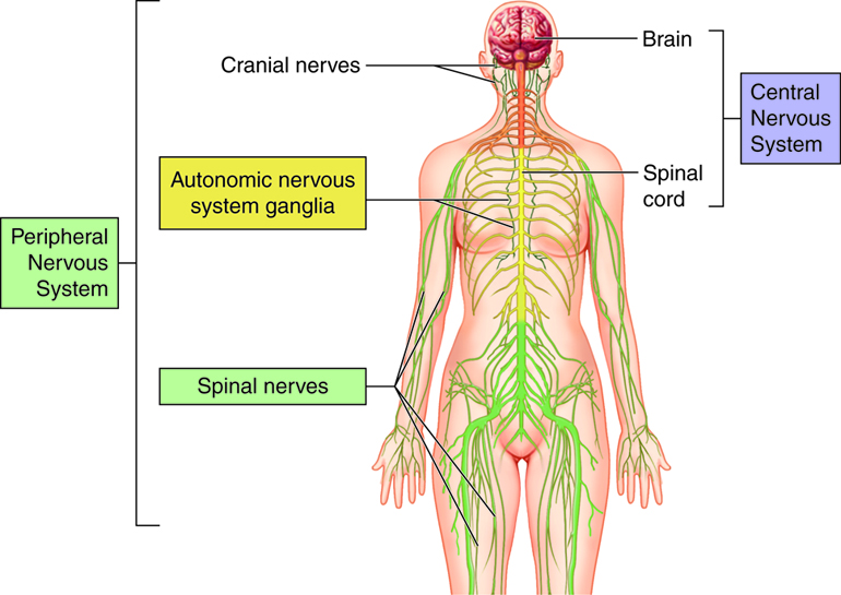 Central Nervous System