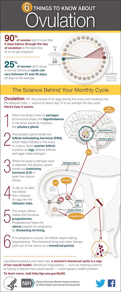 Ovulation-infograph