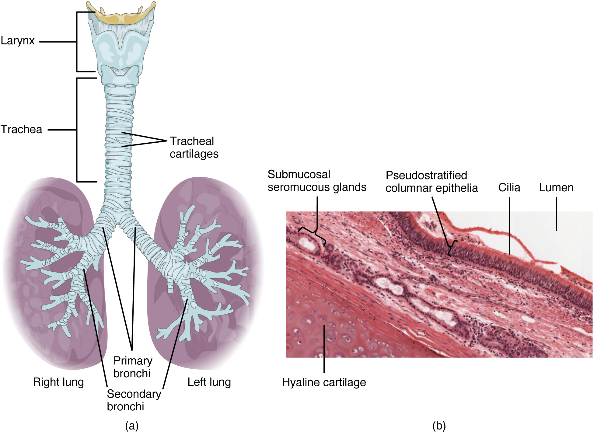 Respiratory System