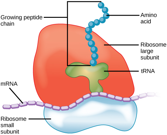 Ribosomes