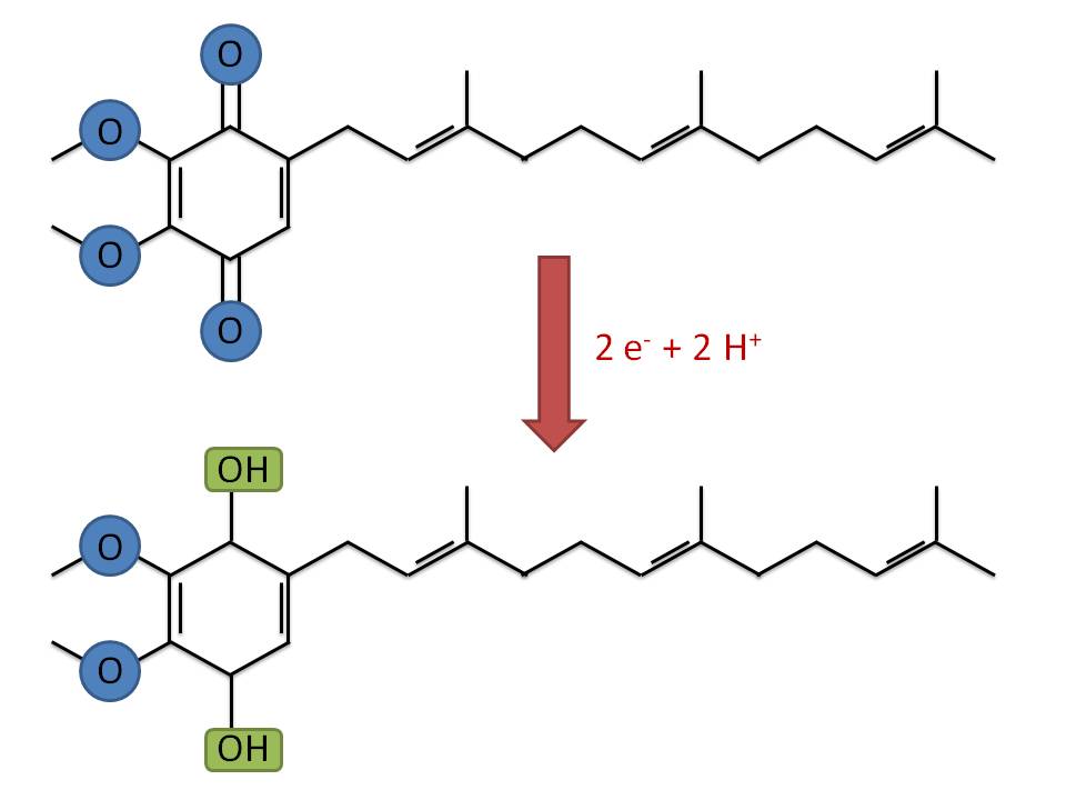 Ubiquinol