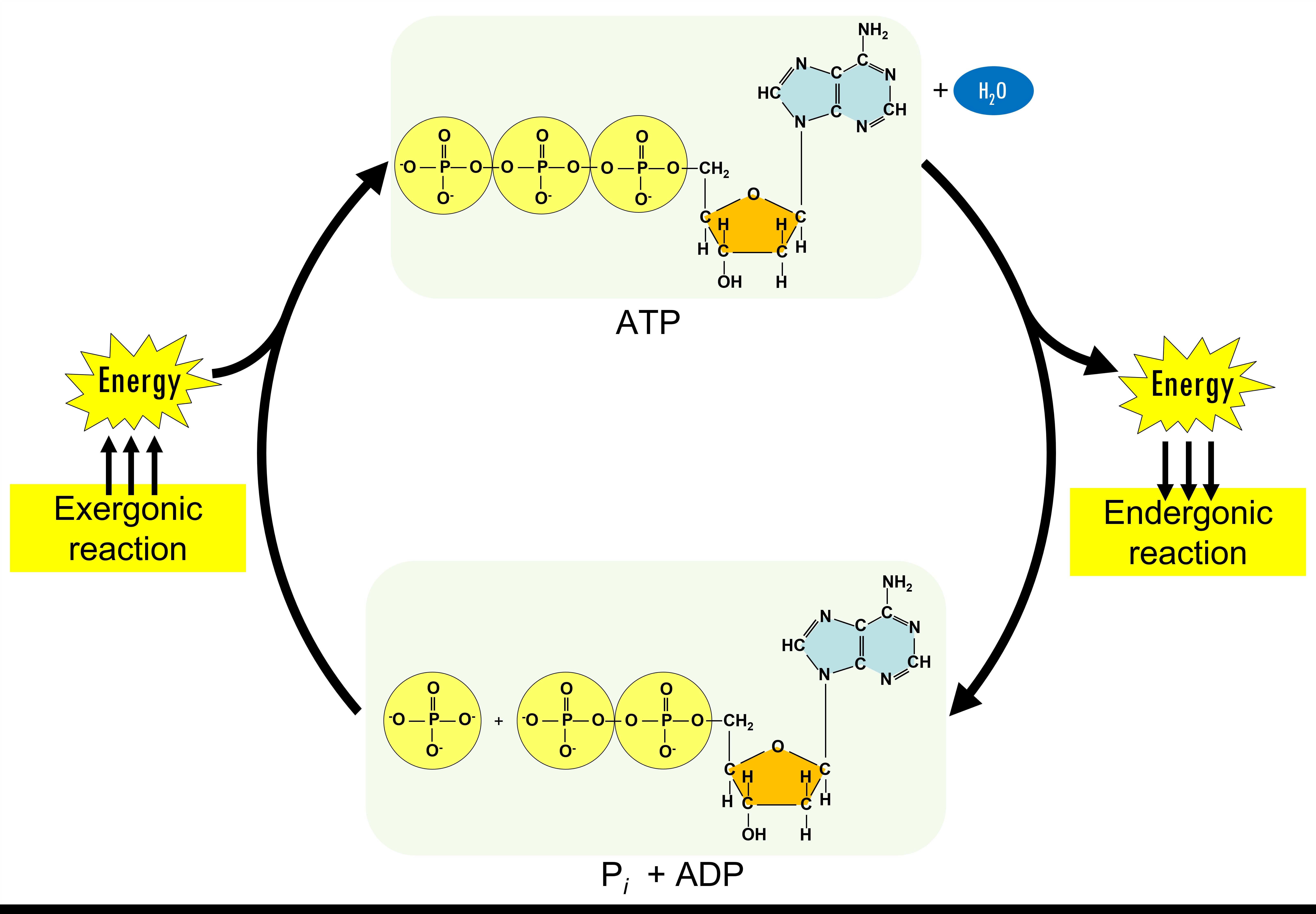 ATP Cycle