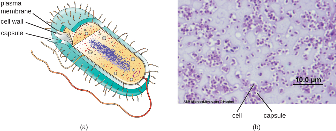 Bacterial Cell structures