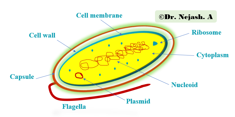 Bacterial cell structure