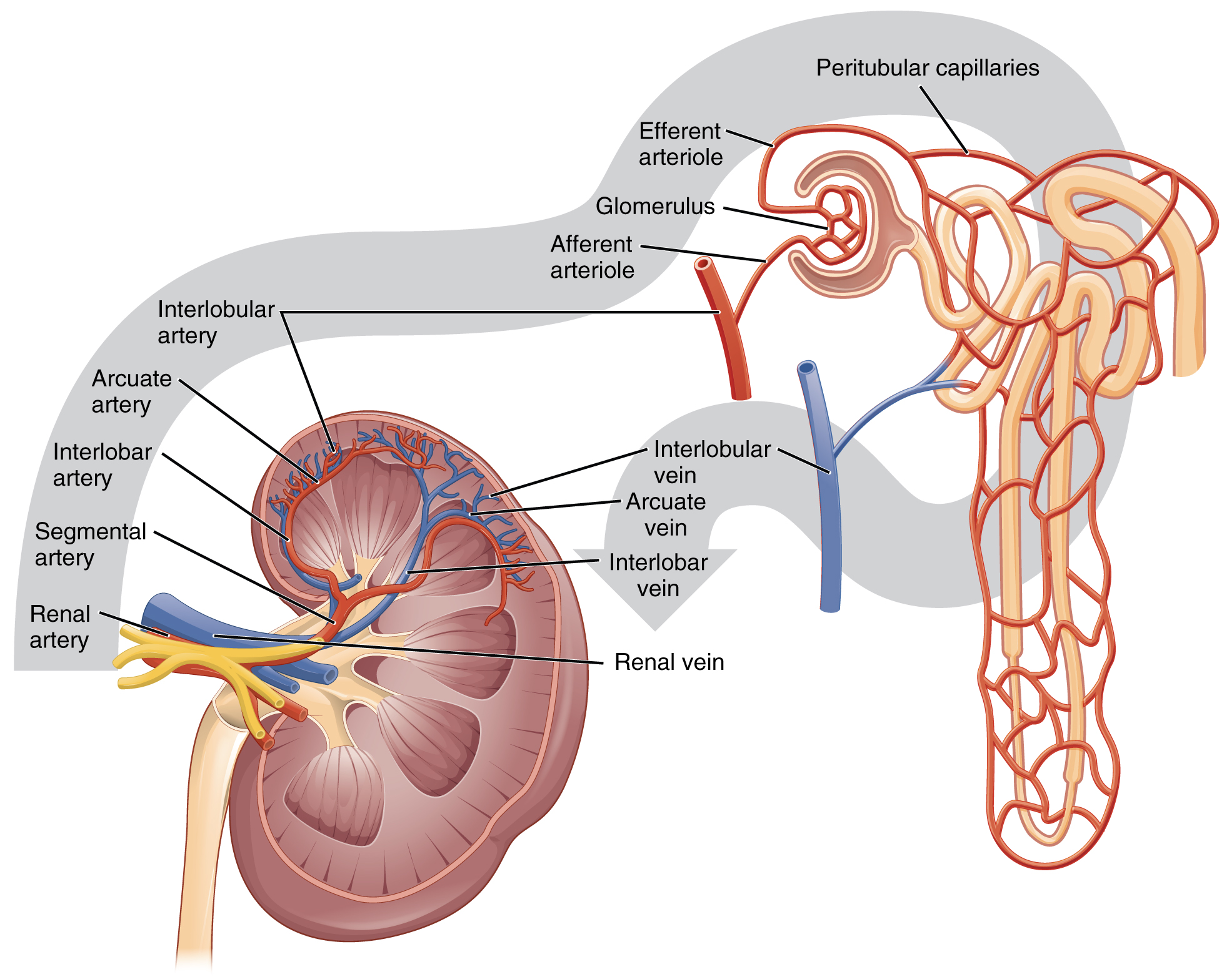 Kidney Function