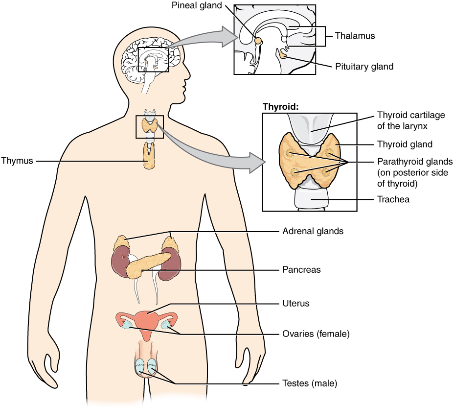 Endocrine system