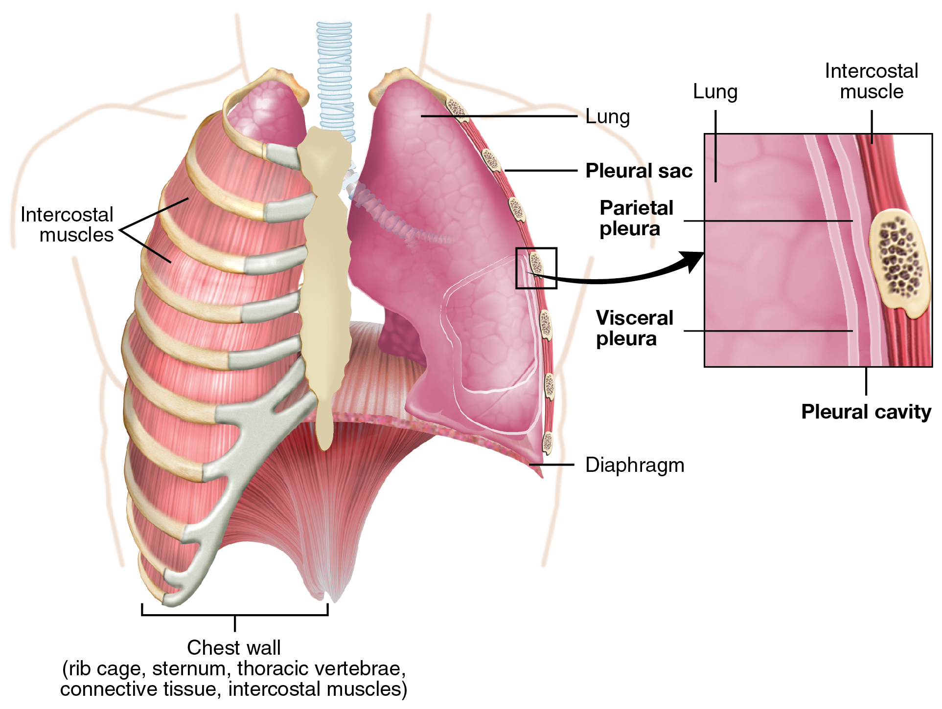 Aspergillosis