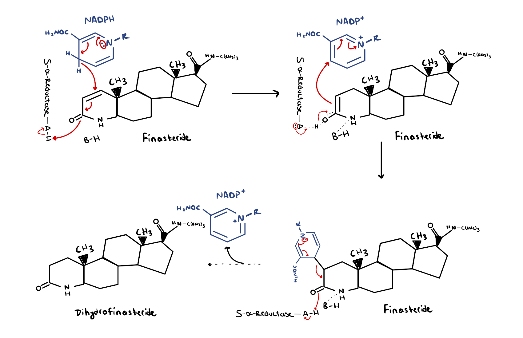 This is the mechanism of inhibition for Finasteride on 5α-Reductase.