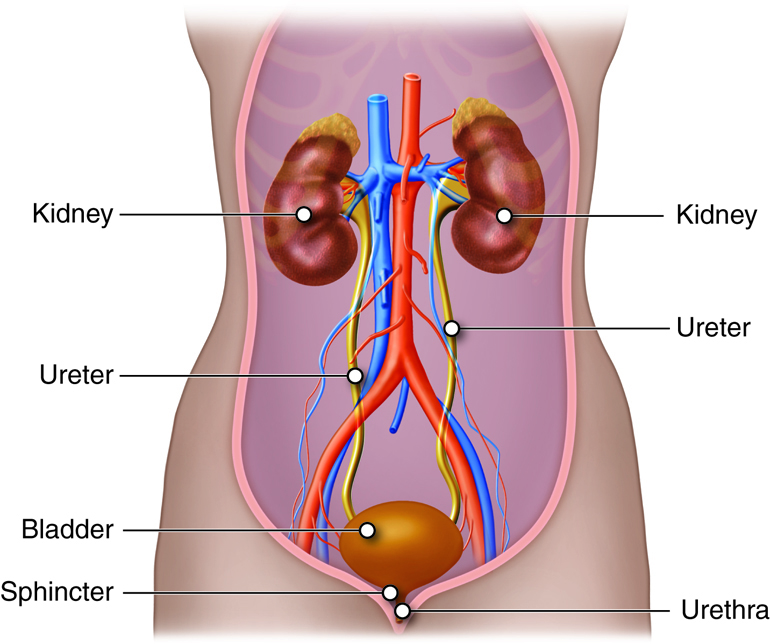 Urinary Structures