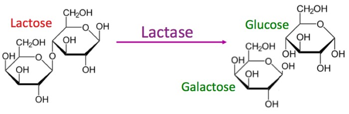 lactase